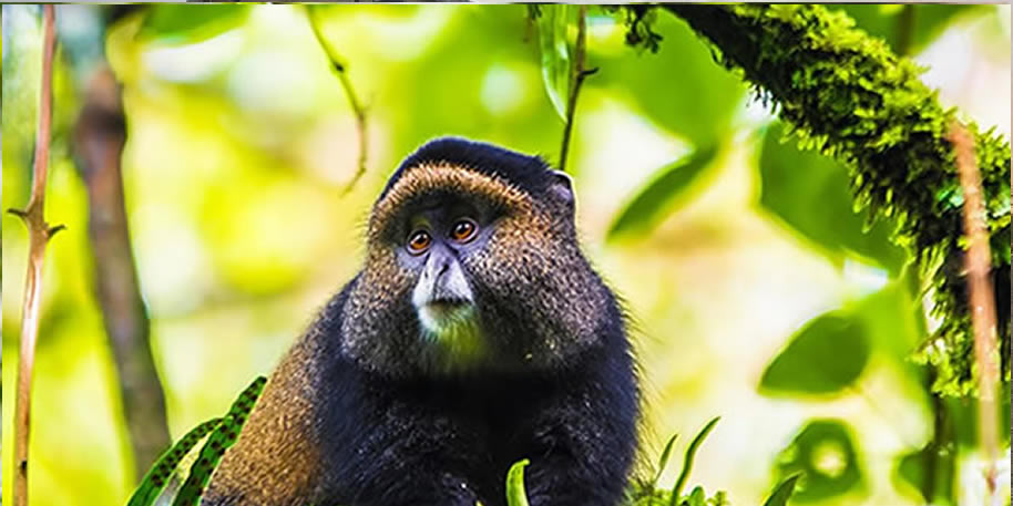 Golden Monkey in Mgahinga National park