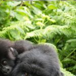 Mountain Gorilla. Walking safari attractions