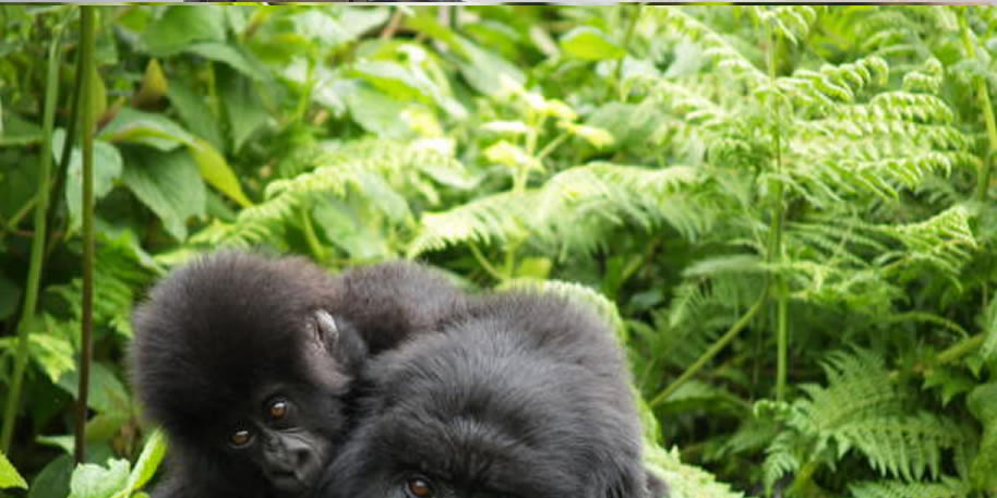 Mountain Gorilla. Walking safari attractions